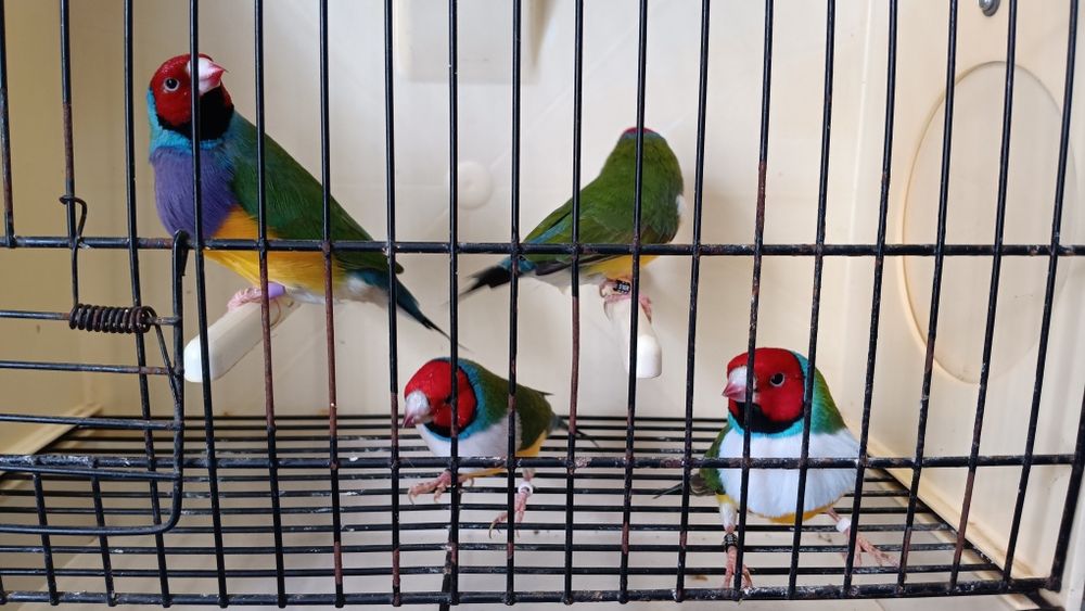 Parakeet Cage Craigslist Bird Cages San Diego Cockatiel For Sale