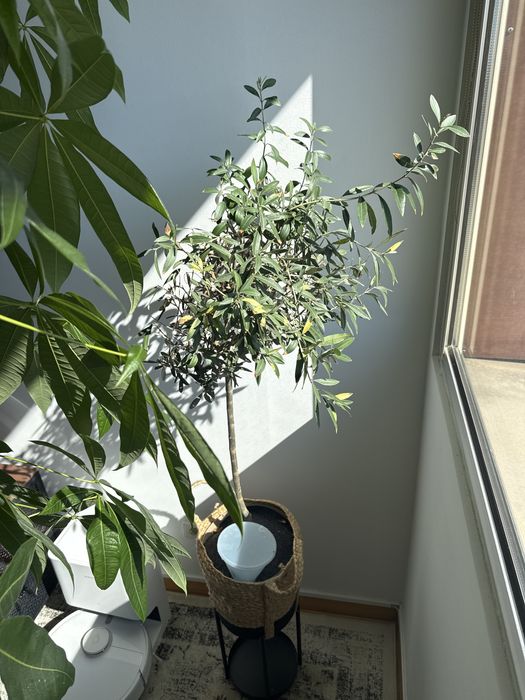 Plantas interiores