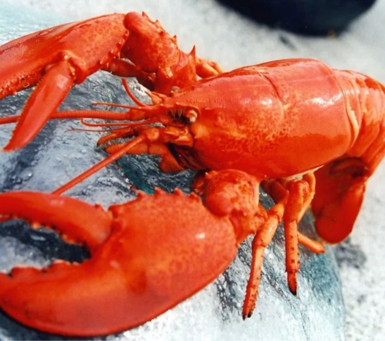 Продам  лобстеров.