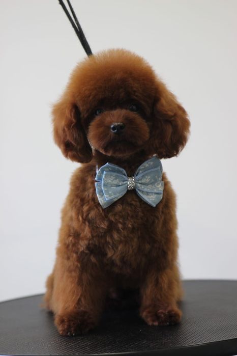 Той пудель, вязка, КСУ- FCI