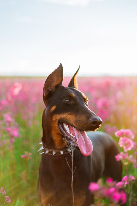Щенки Добермана ТОП цуценя
