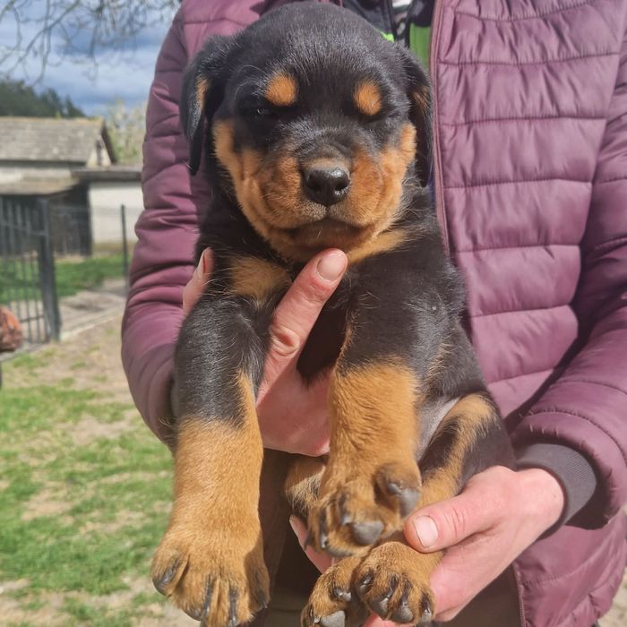 Rottweiler szczeniak