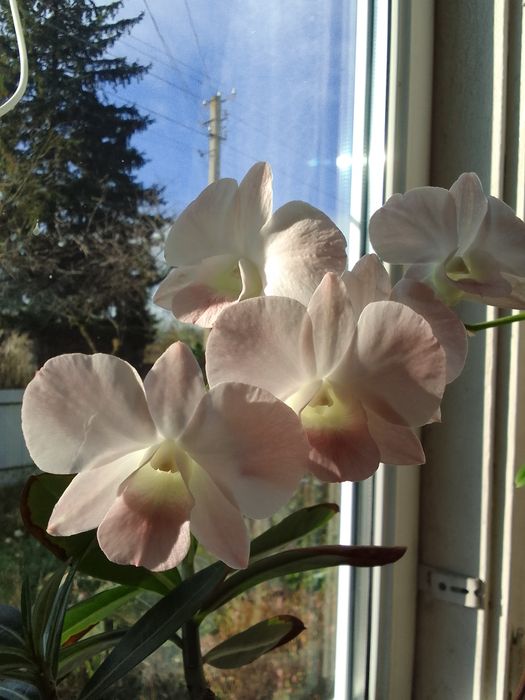 Продам орхідею дендрофаленопсис