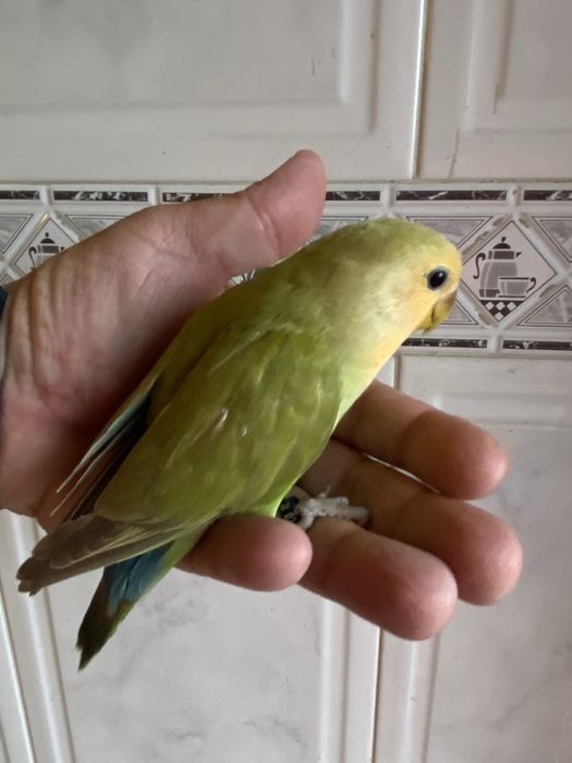 Agapornis domesticado