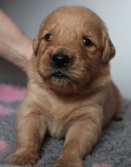 Szczeniak Golden retriever