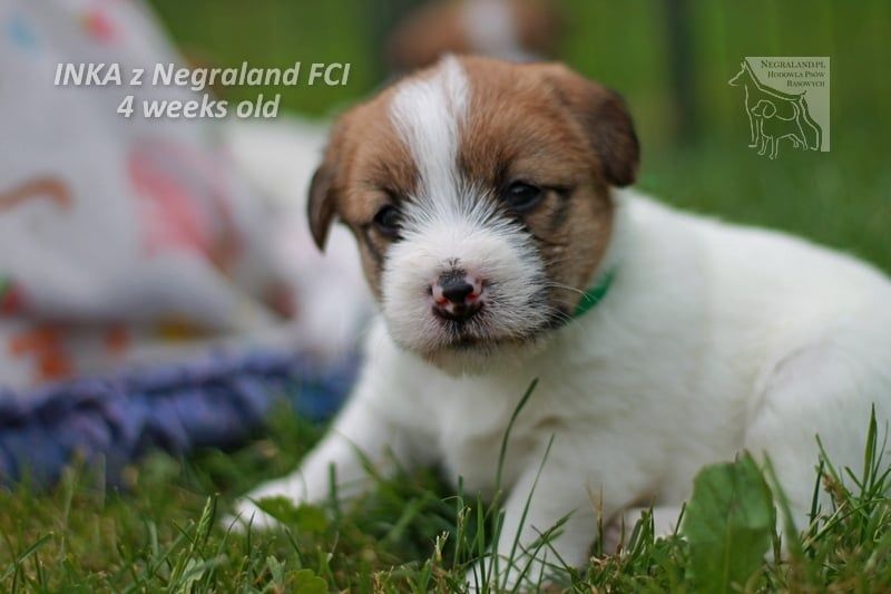 Jack Russell terrier sunia Inka z Negraland FCI