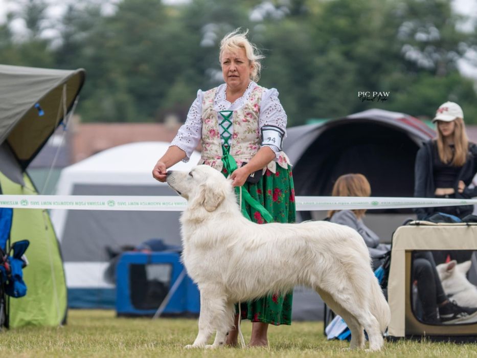 Suczka Polski Owczarek Podhalański po championach