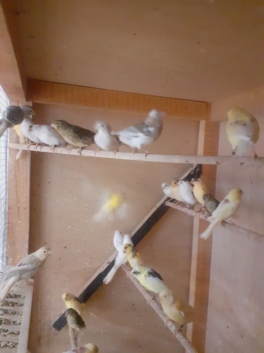 Kanarki młode z 2026