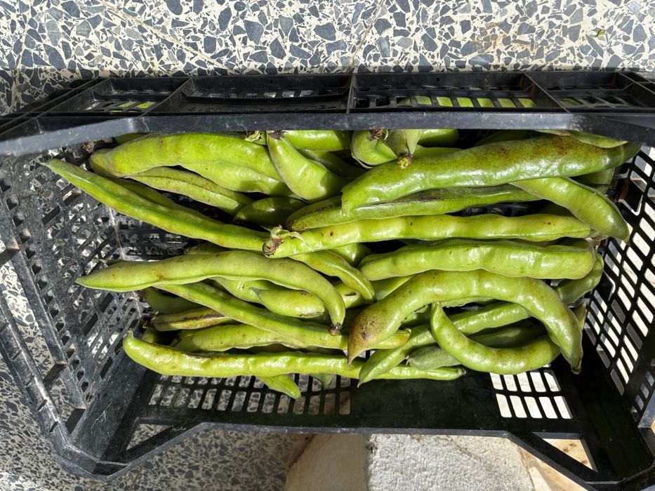 Favas com casca ou descacadas