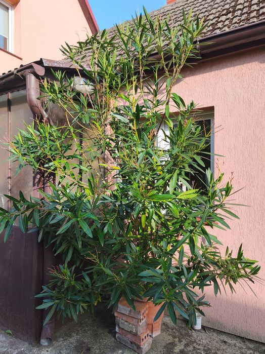 Oleander 3,5 metra