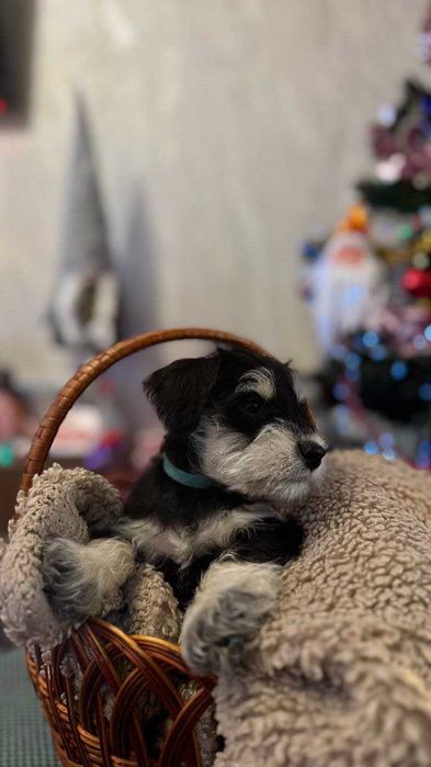 Цуцик Цвергшнауцер