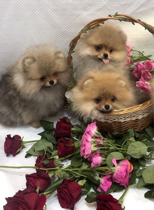 Померанські шпіци.Львів.КСУ.