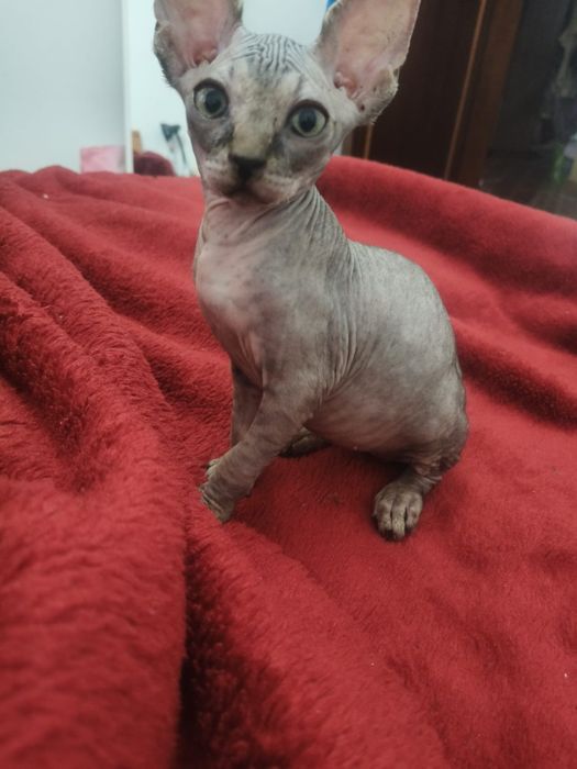 Gatinho sphynx macho