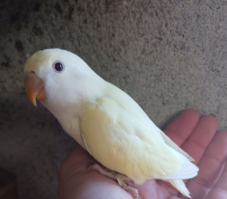 Agarponi Roseicollis para criar á mão( 1 disponível)