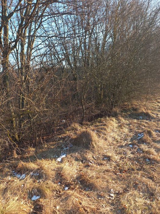 Земля в Бохониках, біля Бугу