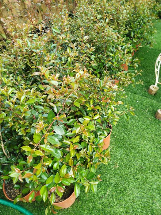 Plantas eugeneas para sebes ou ornamentação