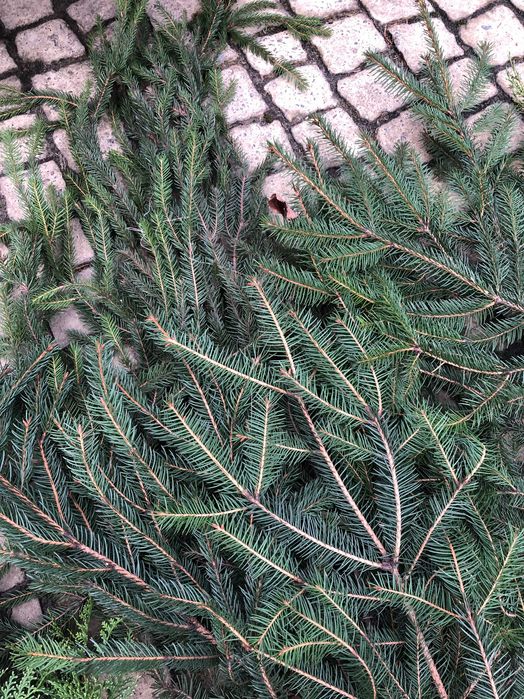 Мікси свіжої хвої.