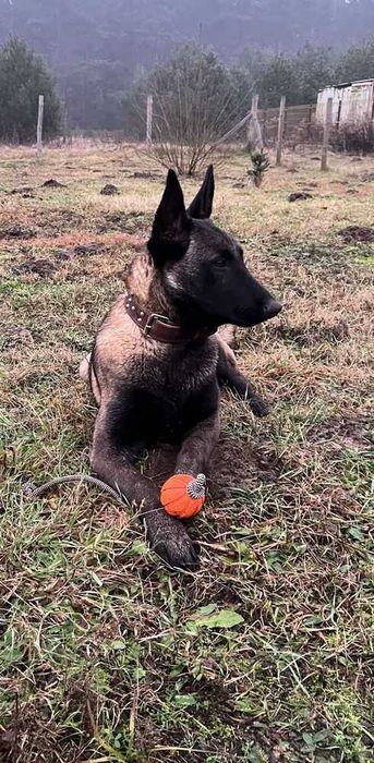 Хлопчик та дівчинка щенята бельгийской вівчарки малінуа!