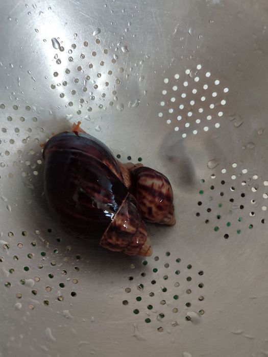 Равлики домашні дітки та мама