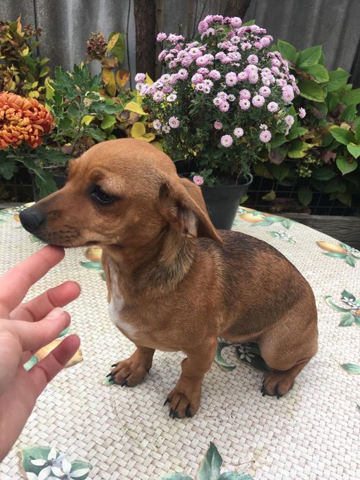 Щенок  чихотаксы