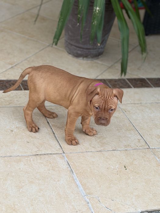Suczka American Pit bull terrier Pitbull red nose