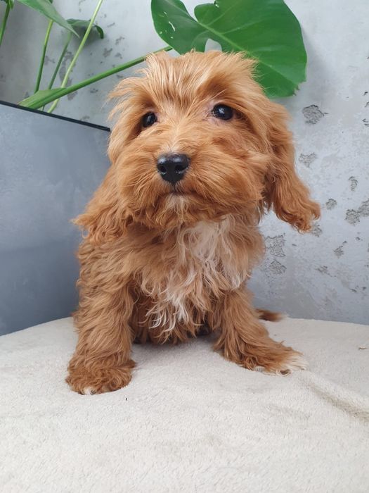 Cavapoo F1- Piękny Piesek