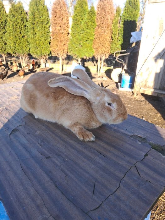 Kroliki Belgi Żółte