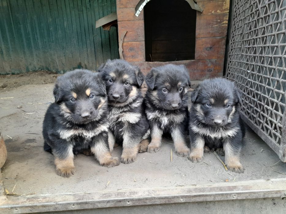 Продам маленьких  класних німців.