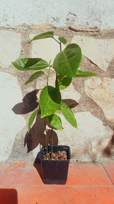 2 Pés de maracujá amarelo