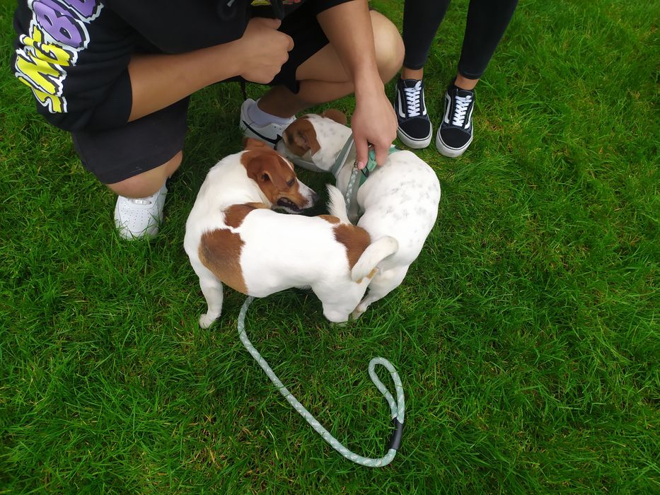 Jack Russell Terrier