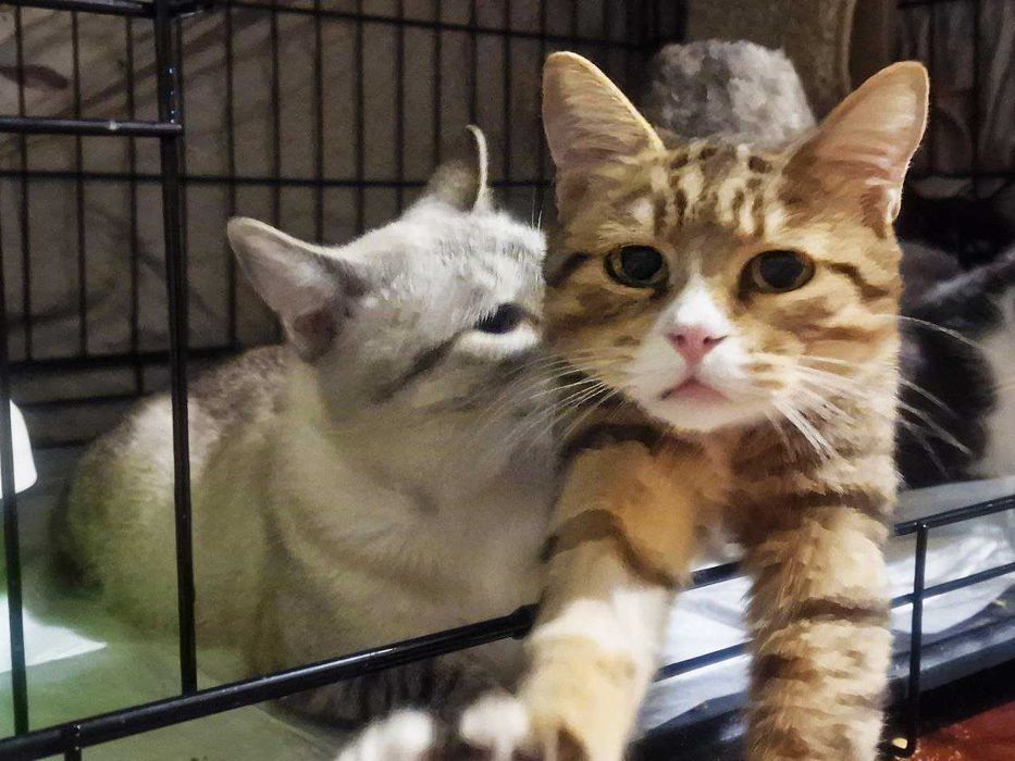 Дуже ніжна чарівна киця Моніка шукає дім 1 р стерилізована кішка кошка