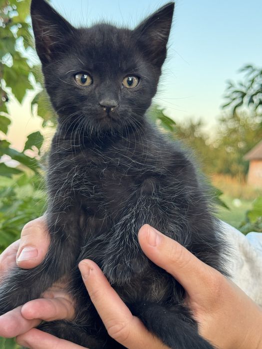 Кошеня, Кошенята шукають  люблючу родину.