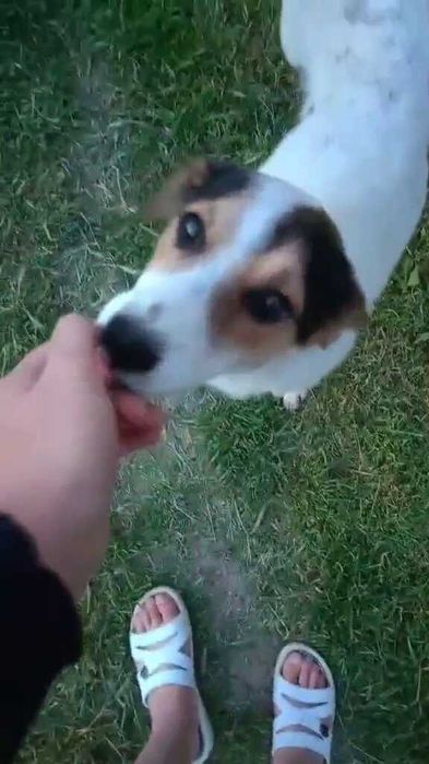 Пес кастрирован, можем привезти! Беляевка