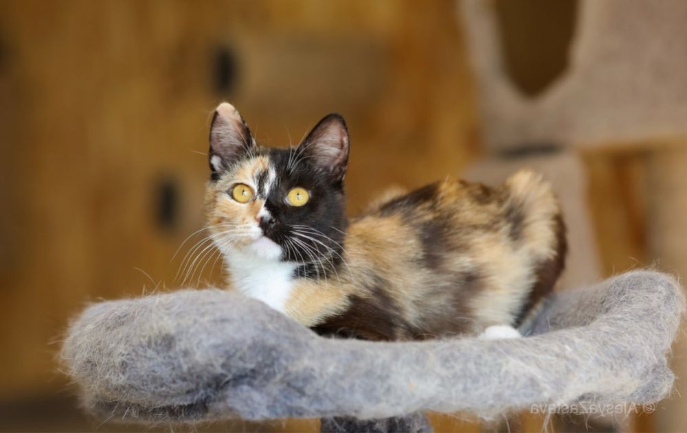 Красавица Вуфи, 10 мес, ласковая кошечка, котенок