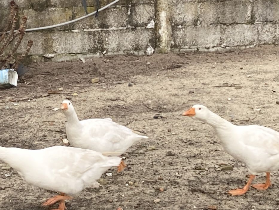 Patos gansos casal