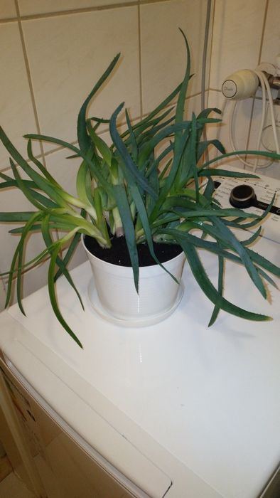 Roślina doniczkowa aloes