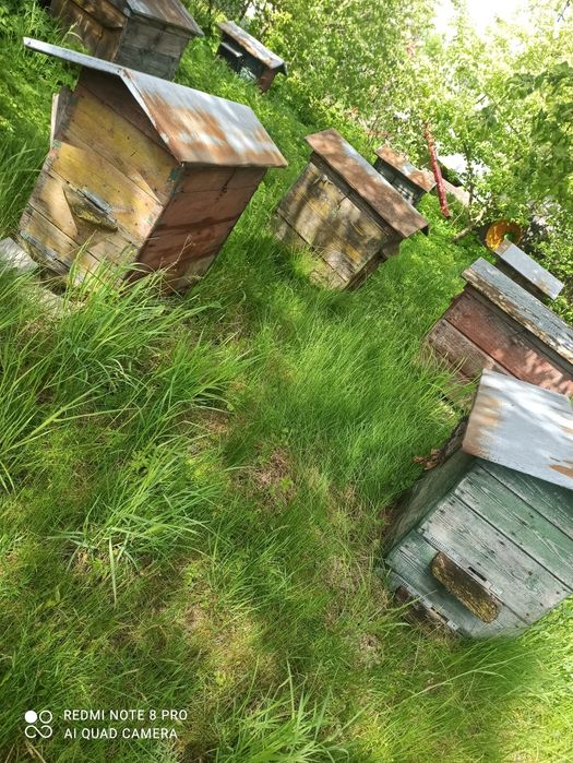 Sprzedam ule warszawskie
