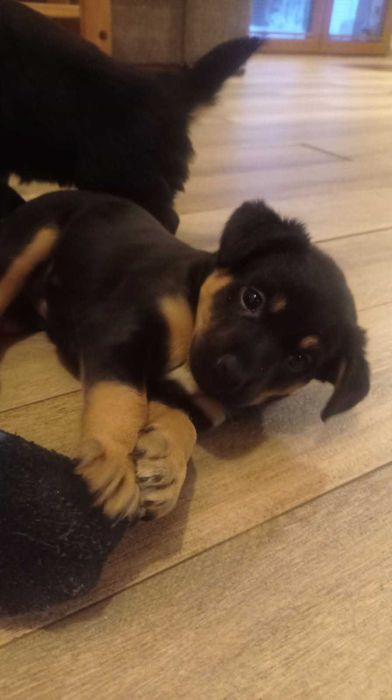 Oddam cudne pieski !