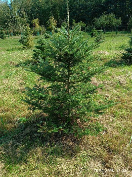 Jodła koreańska blue 1m do 1.5 m