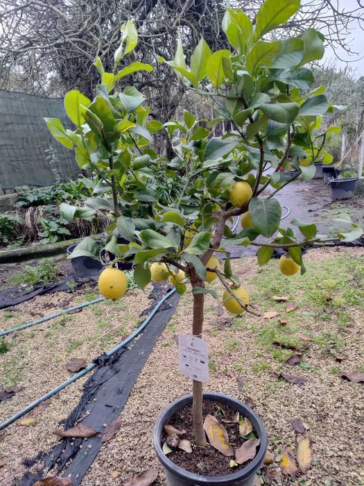 Limoeiros (Citrus Limon)