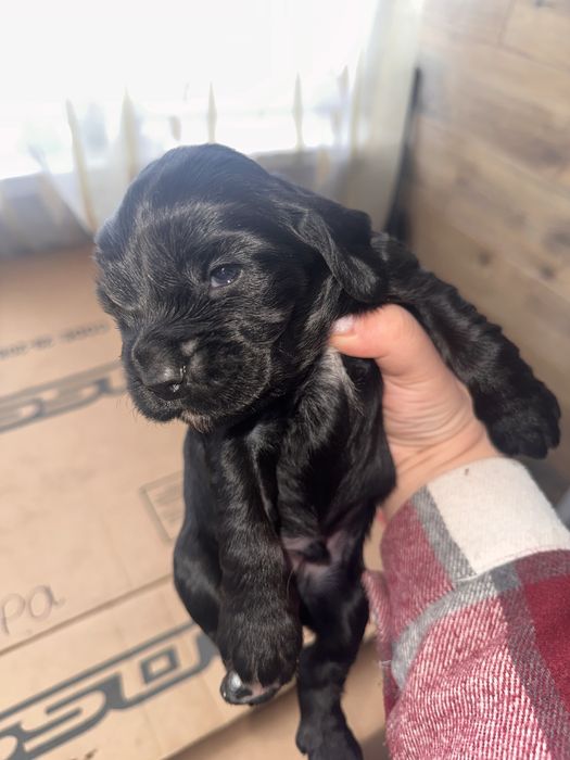 Цуценята Англійський кокер спаніель