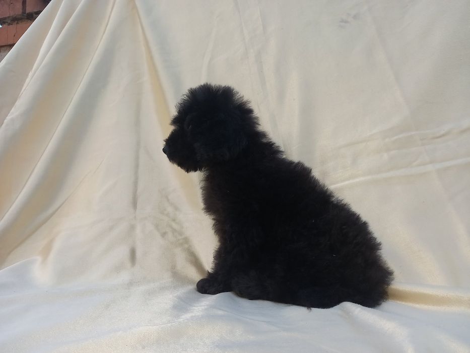 Пудель хлопчик від шоколадного тата.