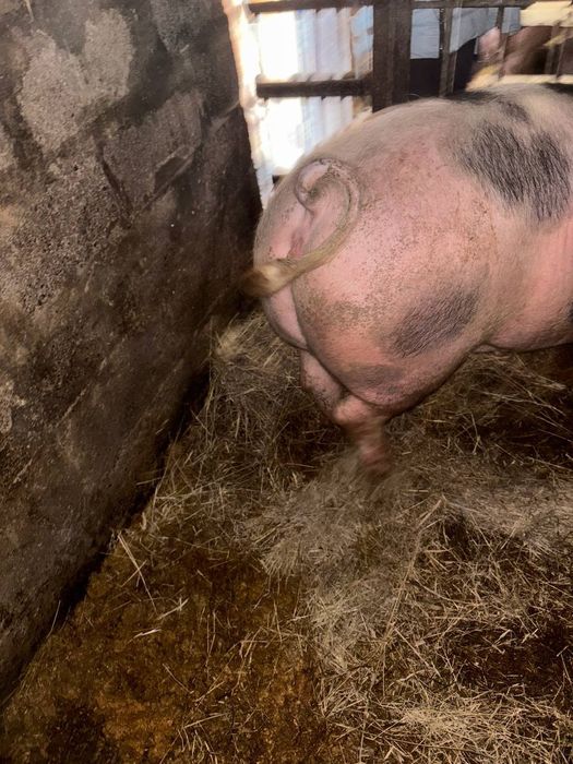 домашние свиньи.