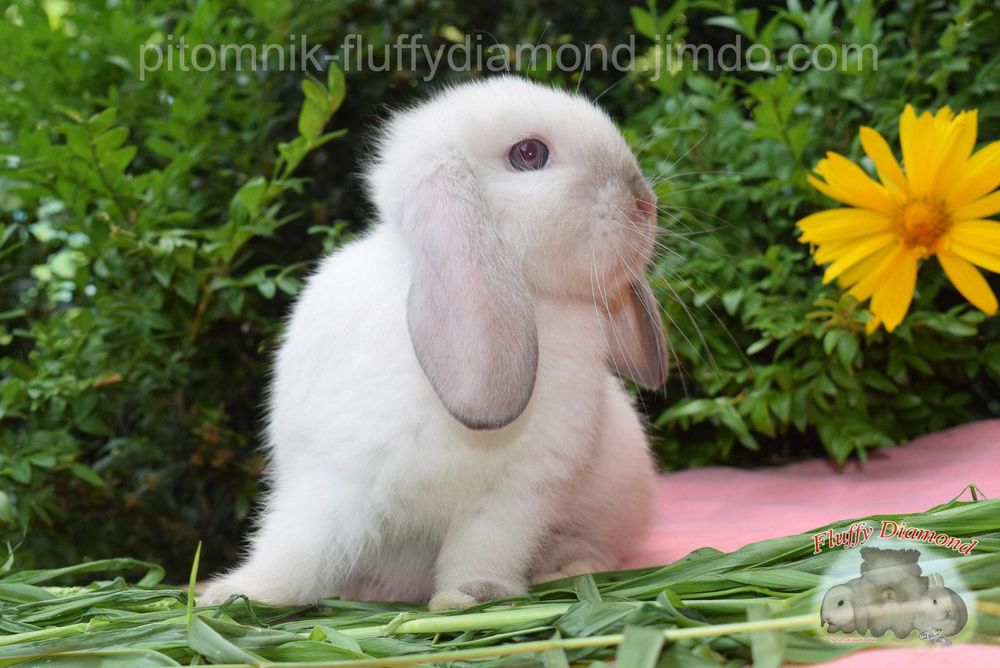 Кролики висловухі та з маленькими вушками з розплідника
