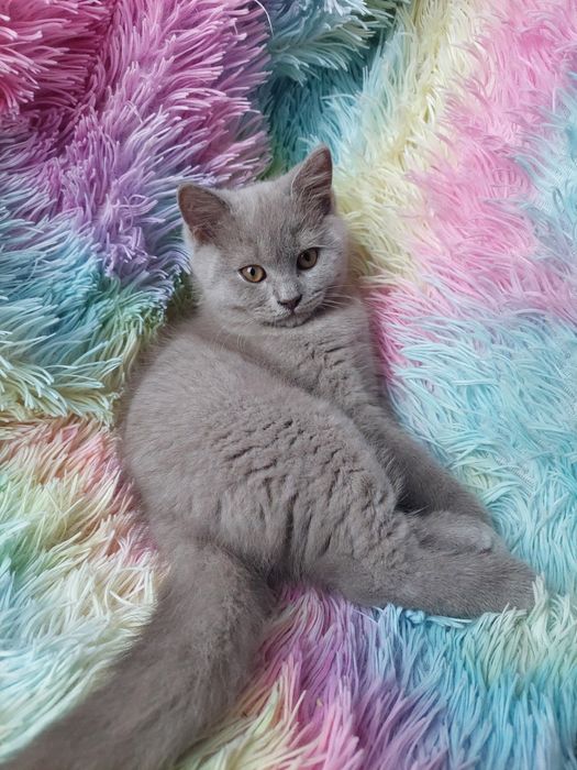 Kot brytyjski liliowy kocur