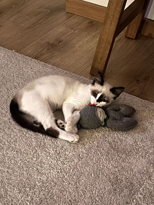 Gato para adoção - 4 meses, Elvis