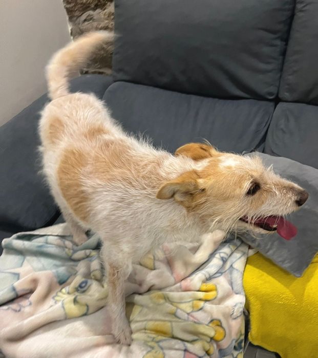 Adoção responsável Marley