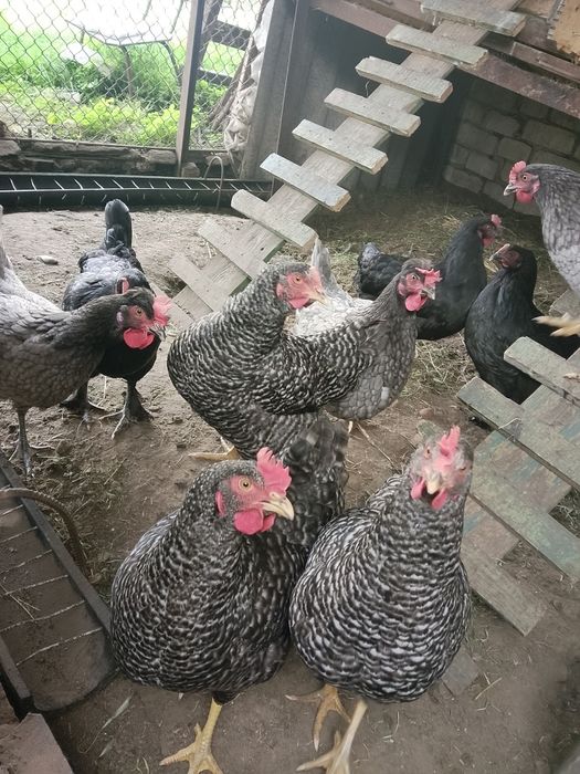 Продам курей - вік 8 міс.