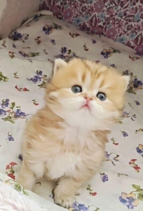 Хлопчик золота шиншила