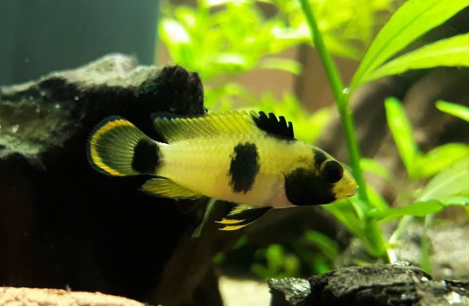 Apistogramma panduro